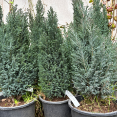 ELVUDİ ÇAM 4 YAŞ SAKSILI FİDAN