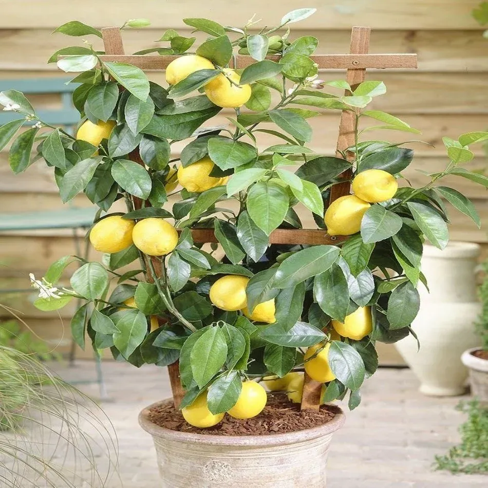 OFİS LİMON BODUR 4 YAŞ SAKSILI FİDAN
