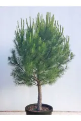 SEDİR ÇAM FİDANI 1 METRE SAKSILI