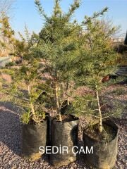 SEDİR ÇAM FİDANI 1 METRE SAKSILI