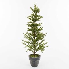 SEDİR ÇAM FİDANI 1 METRE SAKSILI