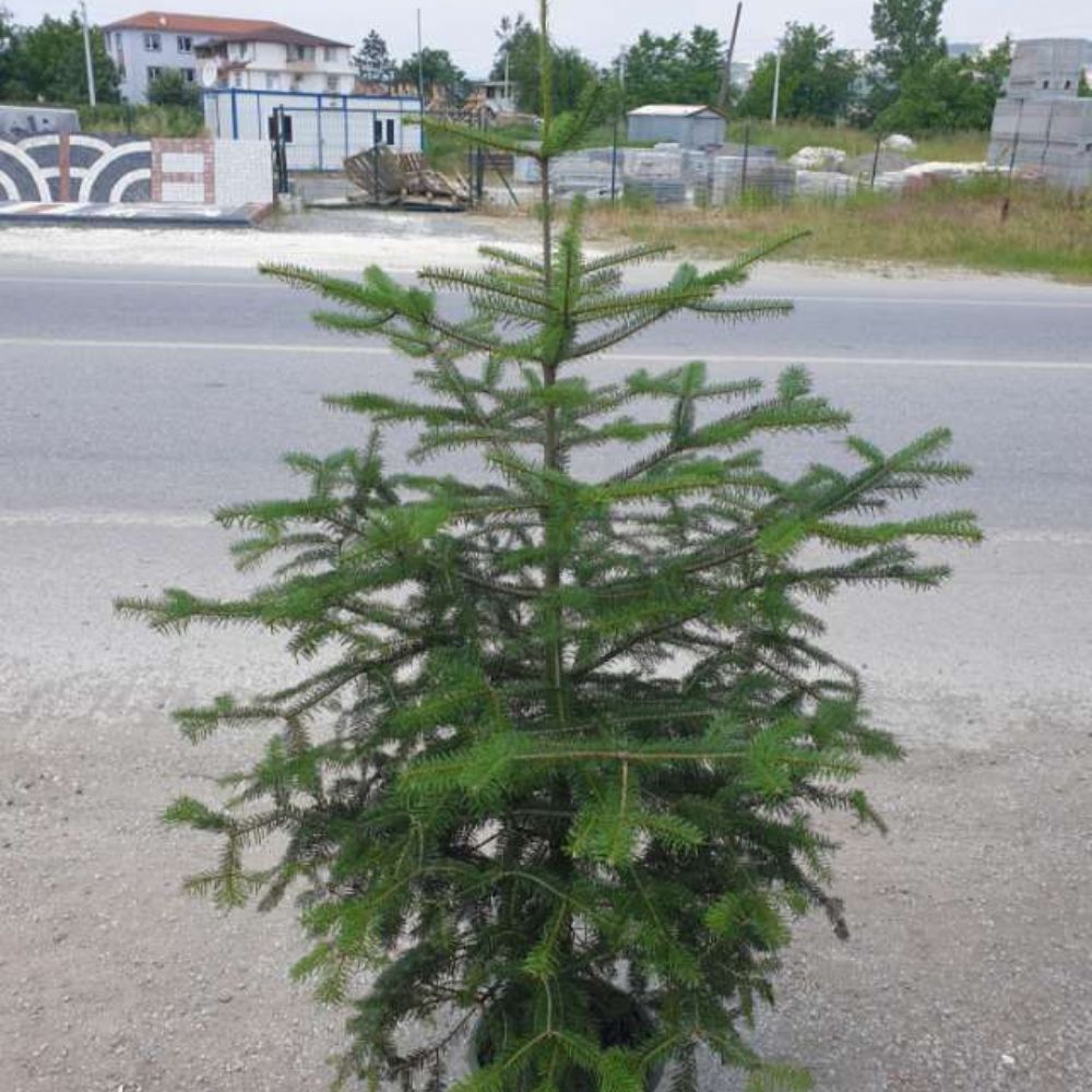 GÖKNAR ÇAM FİDANI SAKSILI