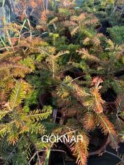 GÖKNAR ÇAM FİDANI SAKSILI