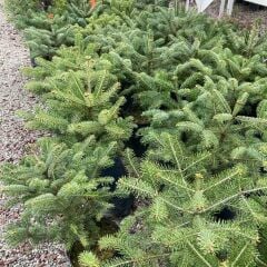 GÖKNAR ÇAM FİDANI SAKSILI