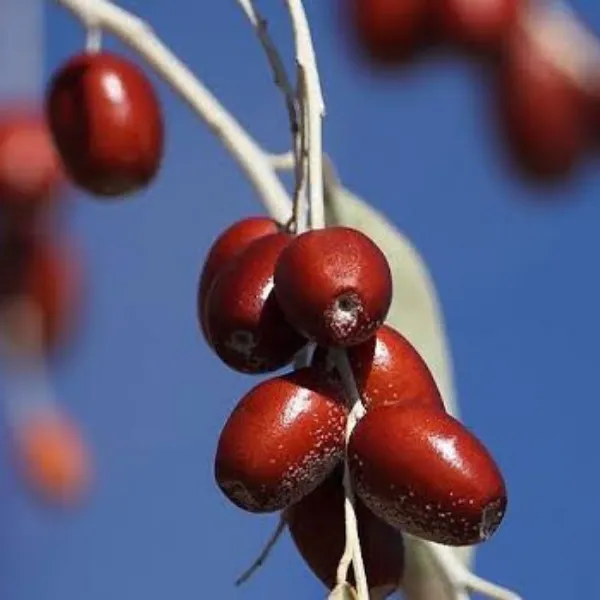 İĞDE FİDANI KÖKLÜ