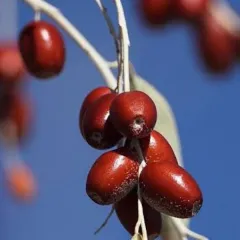 İğde Fidanı Köklü-3 Yaş