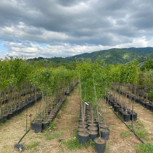 İĞDE FİDANI 4 YAŞ SAKSILI