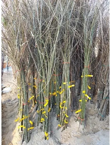 SÖĞÜT FİDANI KÖKLÜ