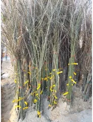 SÖĞÜT FİDANI KÖKLÜ