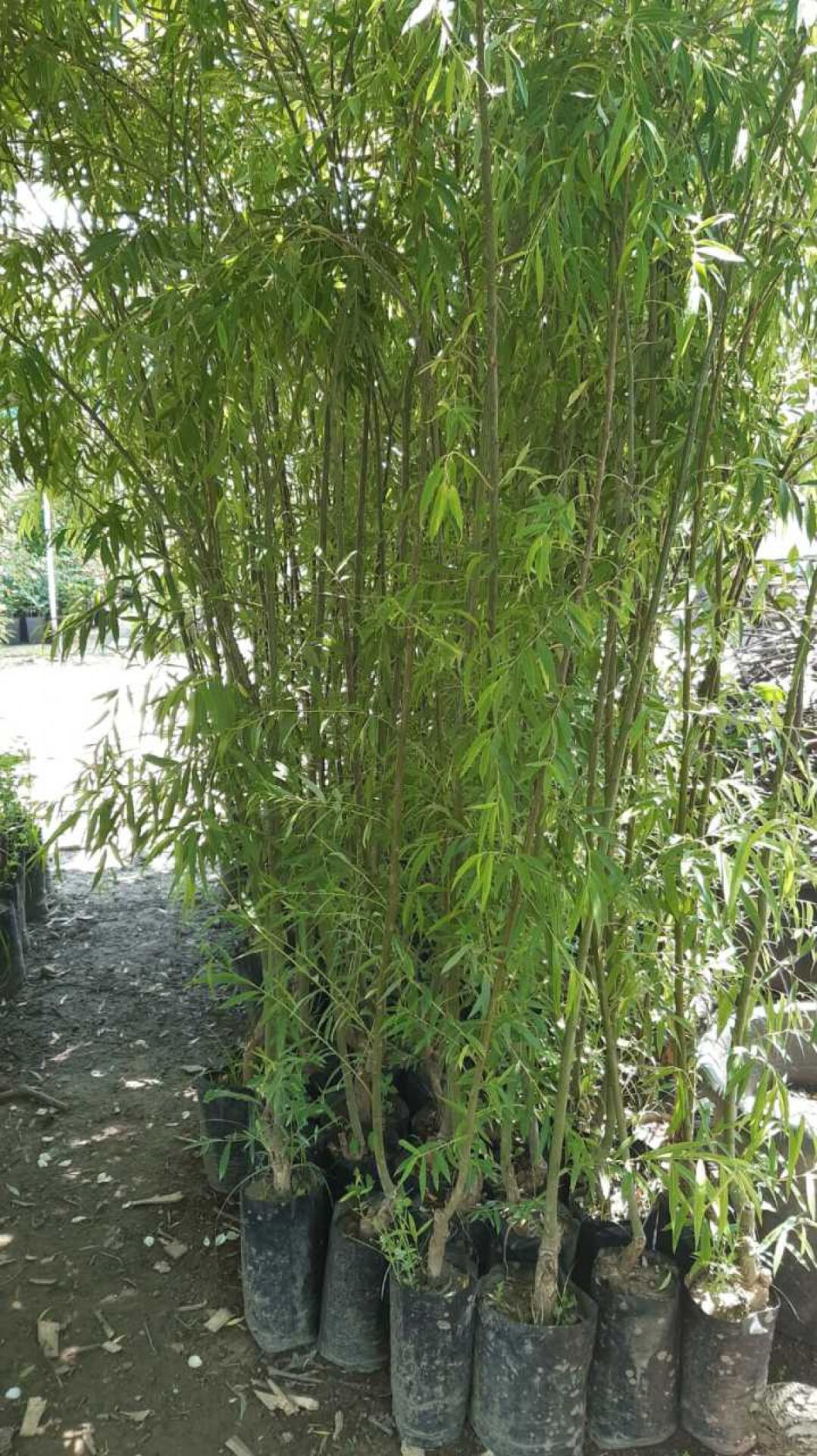 SÖĞÜT FİDANI 4 YAŞ SAKSILI