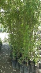 SÖĞÜT FİDANI 4 YAŞ SAKSILI