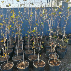 ÇINAR AĞACI FİDANI 4 YAŞ TORBALI