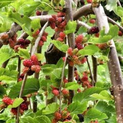 TERS DUT FİDANI KÖKLÜ