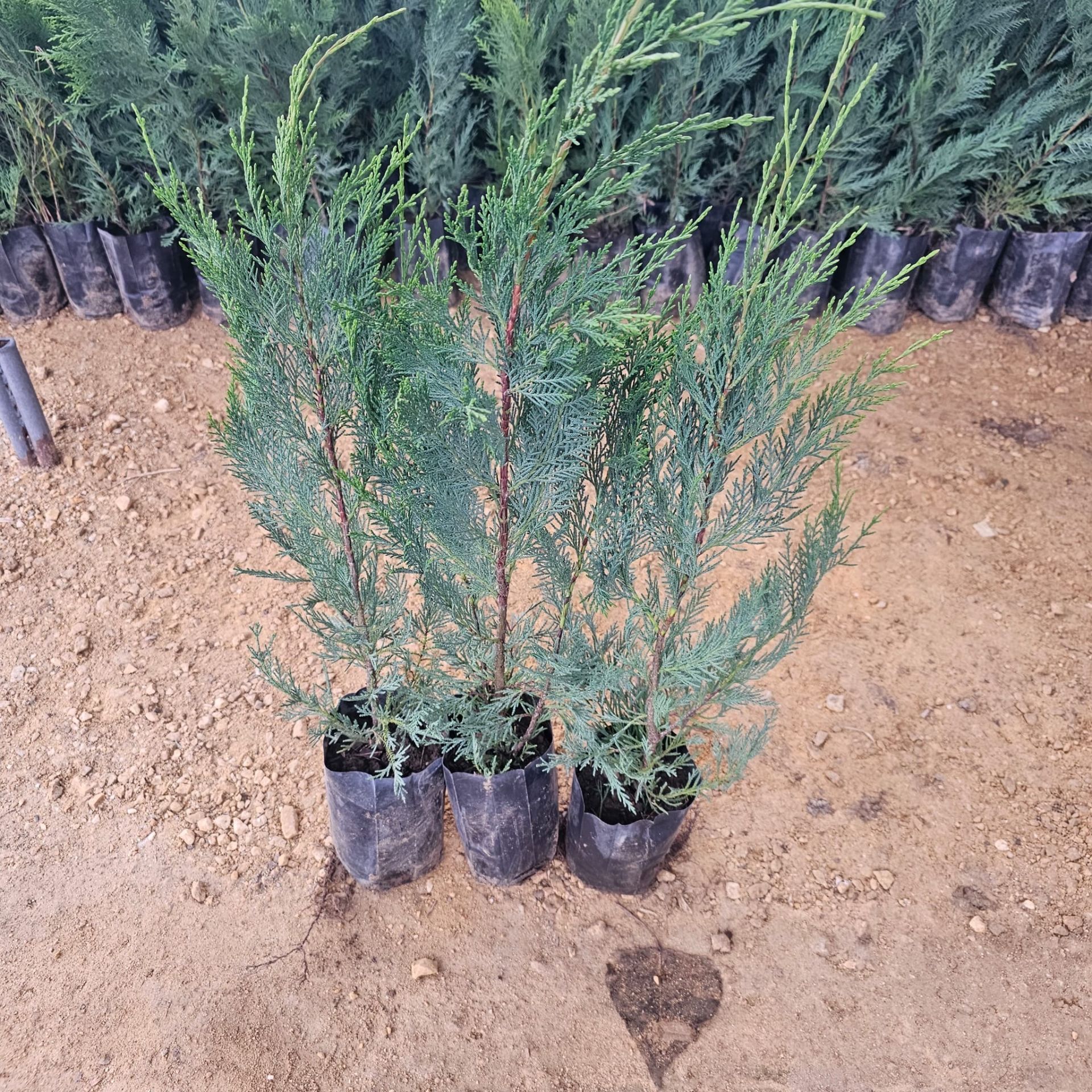 LEYLANDİ AĞACI FİDANI 80 CM