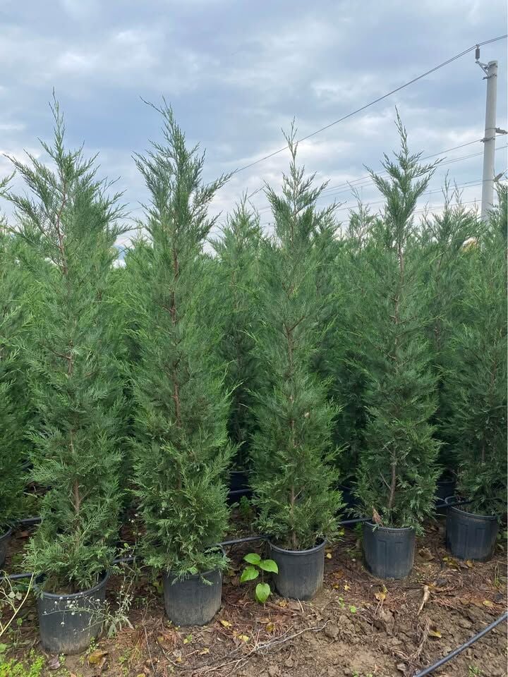 LEYLANDİ AĞACI FİDANI 1,5 METRE