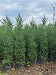 LEYLANDİ AĞACI FİDANI 1,5 METRE