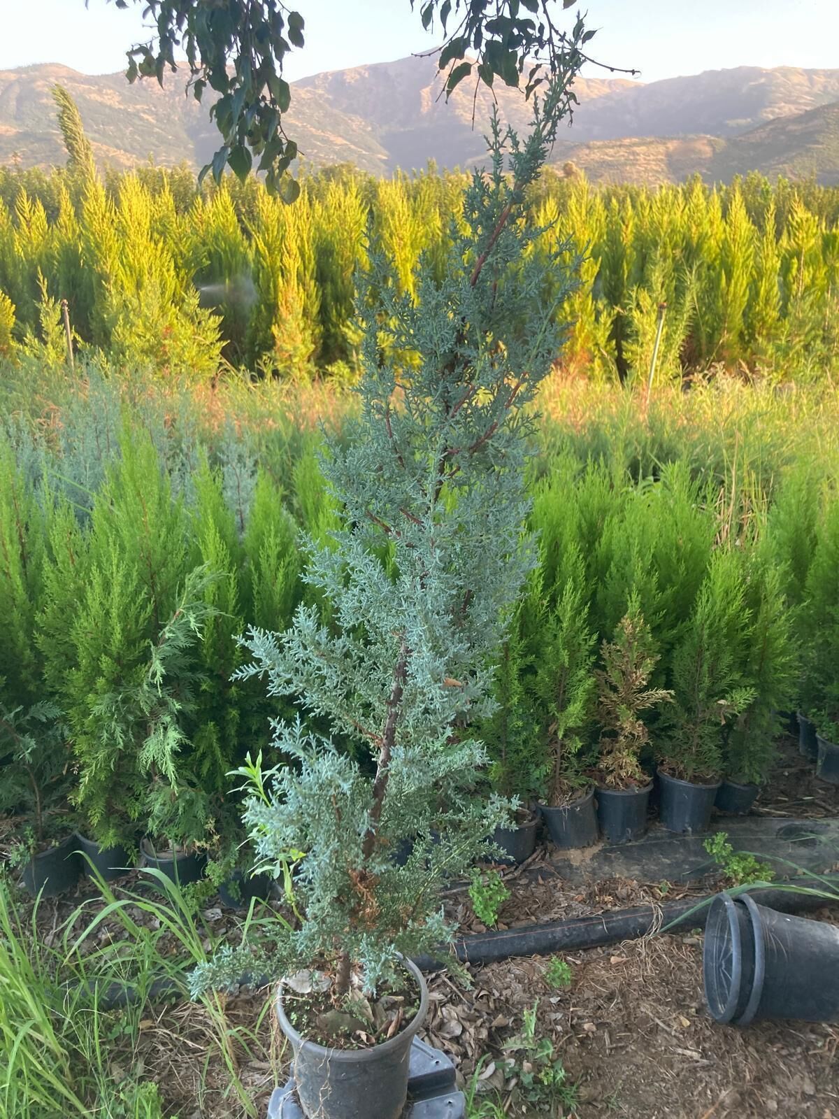 Aşılı Mavi Servi Çam Ağacı - 2 Yaş