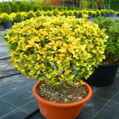 GOLD TAFLAN FİDANI SAKSILI