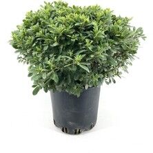 PİTOS Pittosporum FİDANI SAKSILI