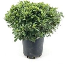 PİTOS Pittosporum FİDANI SAKSILI