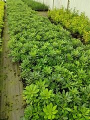 PİTOS Pittosporum FİDANI SAKSILI