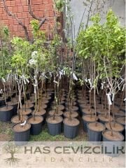 Verime Hazır 4 Yaș/200 cm Sarı Meyveli Golden Elma Fidanı Saksılı