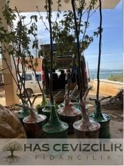 Deveci Armut Fidanı-İri Meyveli/Gevrek 4 Yaş Saksılı