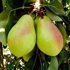 Santa Maria Armut Fidanı - 4 Yaş/Saksılı