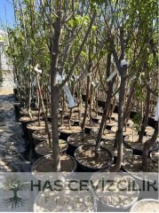 Margarit Marillat(Kieffer) Armut Fidanı - 4 Yaş/Saksılı