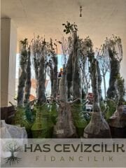 Margarit Marillat(Kieffer) Armut Fidanı - 4 Yaş/Saksılı