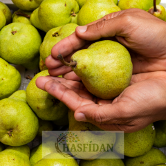 Margarit Marillat(Kieffer) Armut Fidanı - 4 Yaş/Saksılı