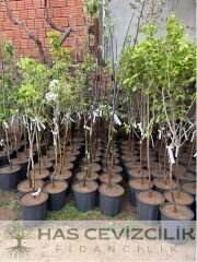 Naşhi Chojuro Asya Armudu Fidanı - 4 Yaş/Saksılı