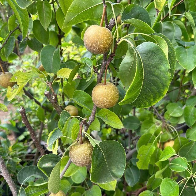 Naşhi Chojuro Asya Armudu Fidanı - 4 Yaş/Saksılı