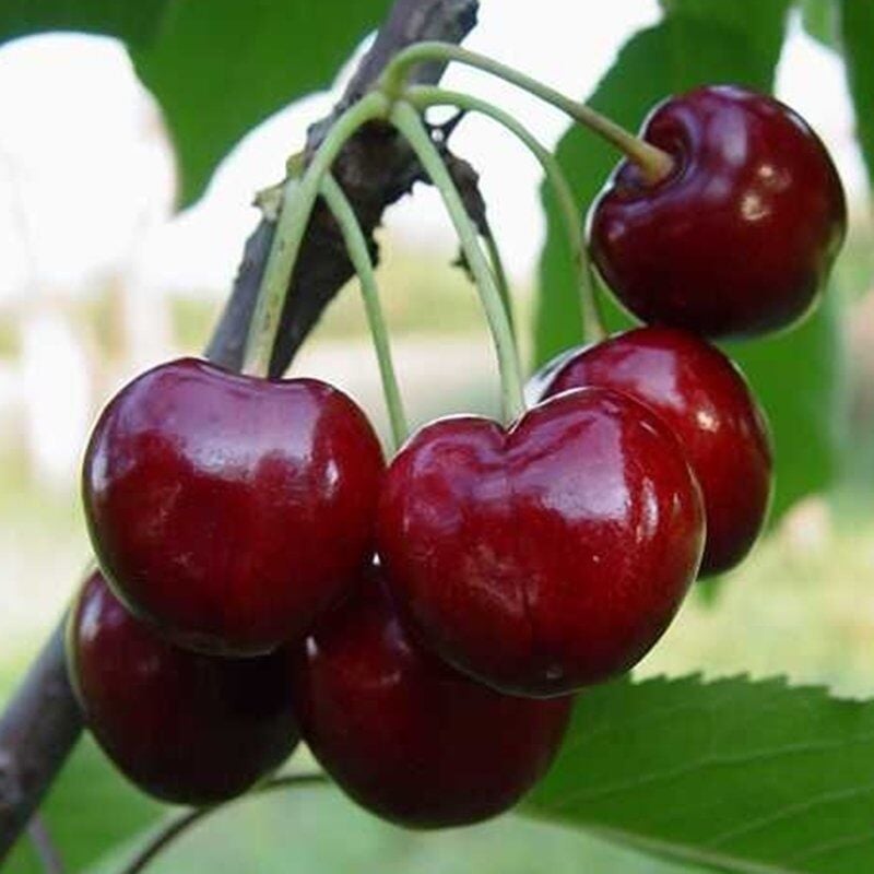 NAPOLYON Z900 KİRAZ FİDANI 4 YAŞ SAKSILI