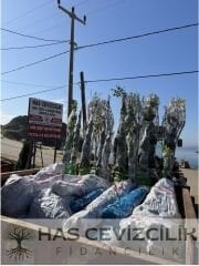 NAPOLYON Z900 KİRAZ FİDANI 4 YAŞ SAKSILI