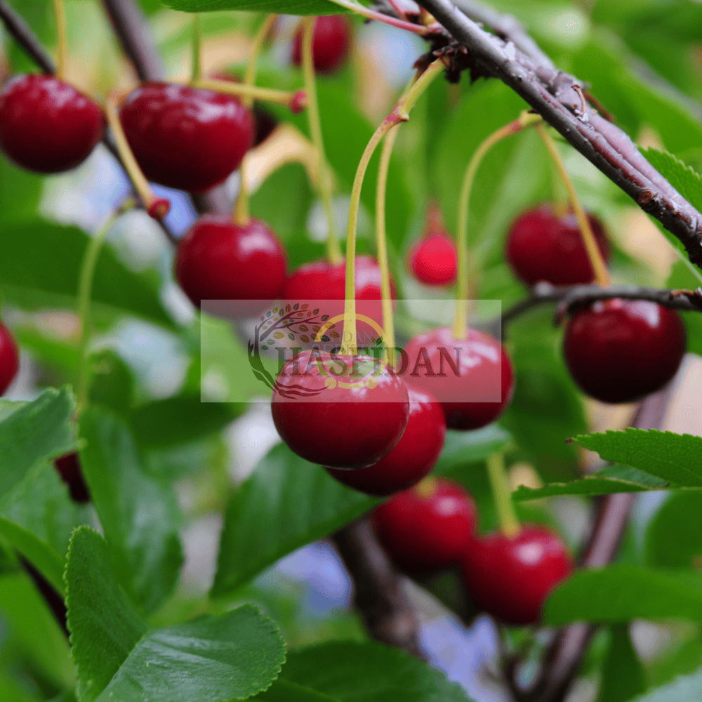 KÜTAHYA VİŞNE FİDANI 4 YAŞ SAKSILI