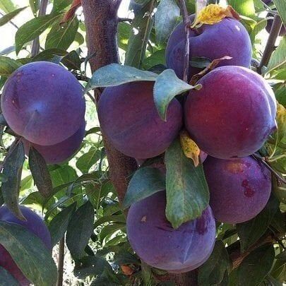 ANJELİKA ERİK FİDANI 4 YAŞ SAKSILI