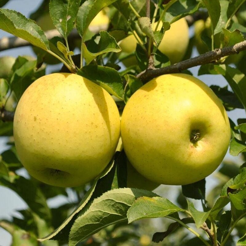 GOLDEN ELMA FİDANI 7 YAŞ SAKSILI