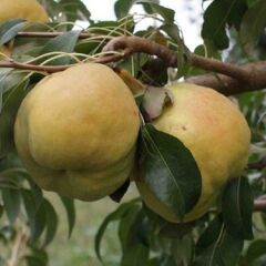 Yarı Bodur Sulu Margarit Marillat(Kieffer) Armut Ağacı - 7 Yaş Saksılı Verime Hazır