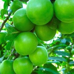 Papaz Erik Ağacı 7 Yaş-Saksılı Verime Hazır