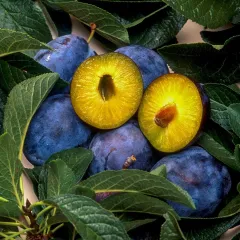 MÜRDÜM ERİK FİDANI 7 YAŞ SAKSILI