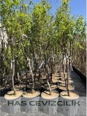 ŞEKERPARE KAYISI FİDANI 4 YAŞ SAKSILI