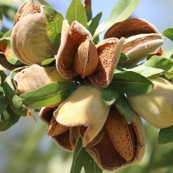 TEXAS BADEM AĞACI 7 YAŞ SAKSILI