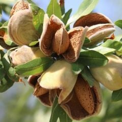 TEXAS BADEM AĞACI 7 YAŞ SAKSILI