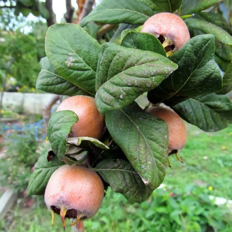 MUŞMULA AĞACI 7 YAŞ SAKSILI