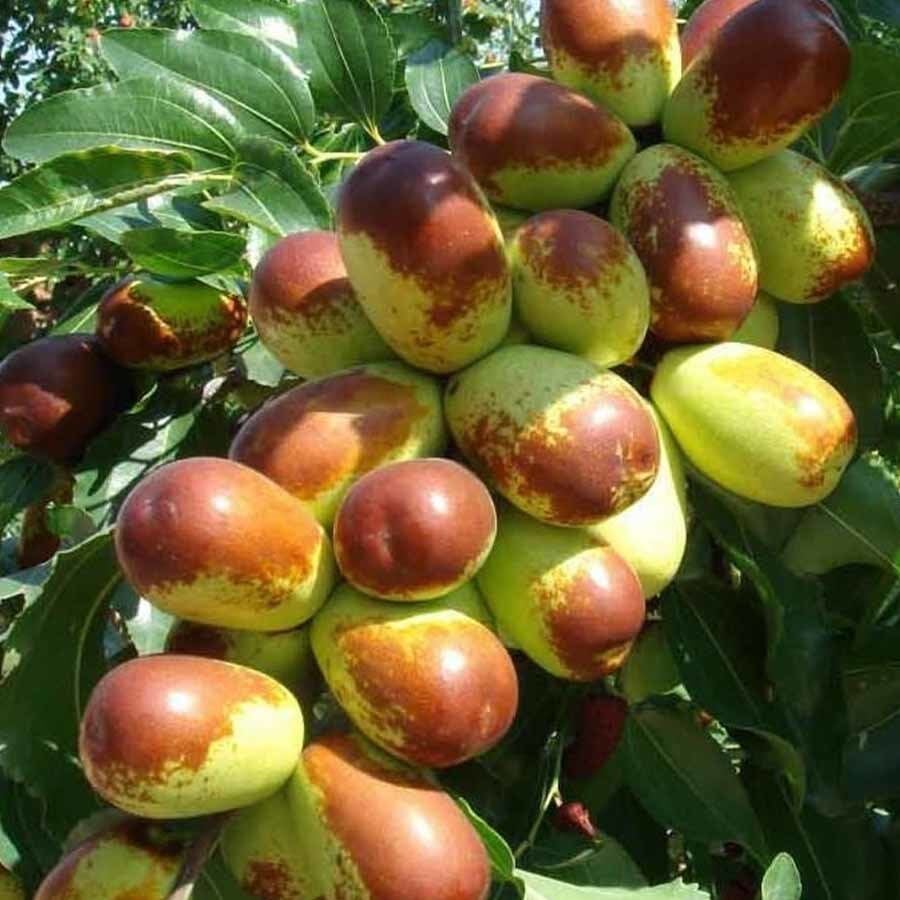 HÜNNAP FİDANI 7 YAŞ SAKSILI