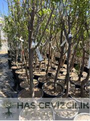 SCARLET SPUR ELMA FİDANI 4 YAŞ SAKSILI