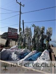 SCARLET SPUR ELMA FİDANI 4 YAŞ SAKSILI