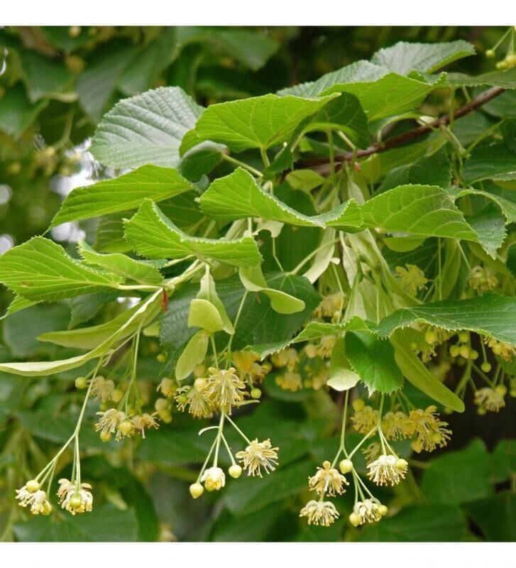 IHLAMUR FİDANI 4 YAŞ SAKSILI