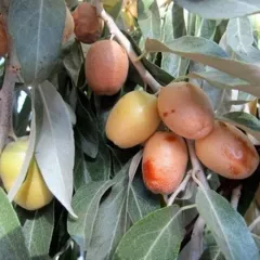 İĞDE FİDANI 2 YAŞ SAKSILI